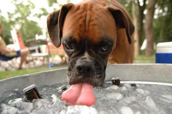 Photo Chien alcoolique