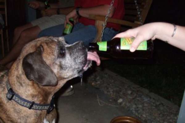 Photo Chien alcoolique