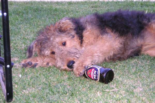 Photo Chien alcoolique