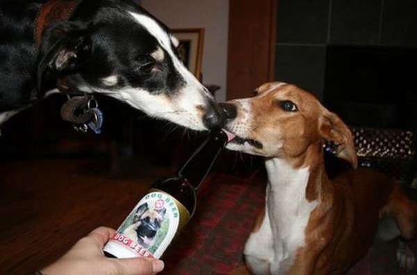 Photo Chien alcoolique