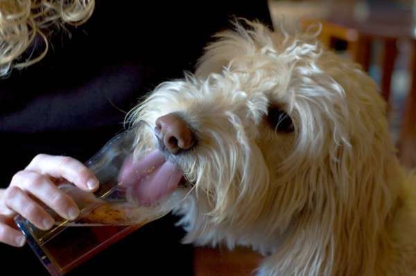 Photo Chien alcoolique