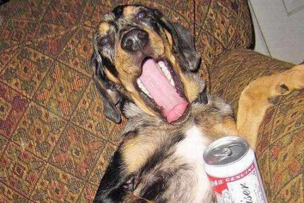 Photo Chien alcoolique