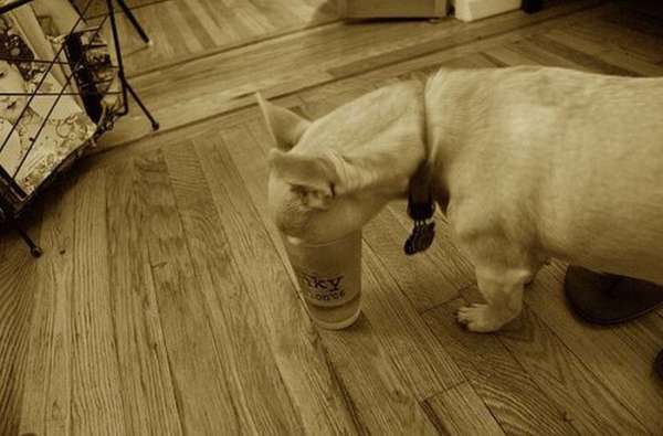 Photo Chien alcoolique