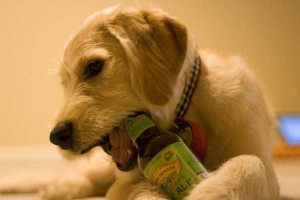 Photo Chien alcoolique