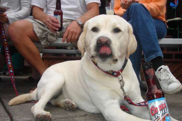 Photo Chien alcoolique