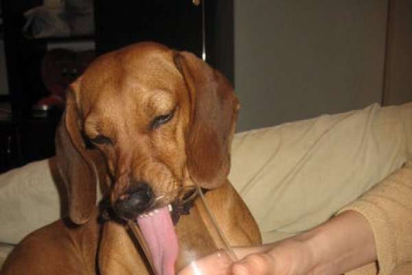Photo Chien alcoolique