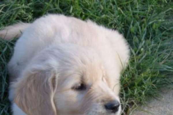 Chiot qui joue avec sa balle