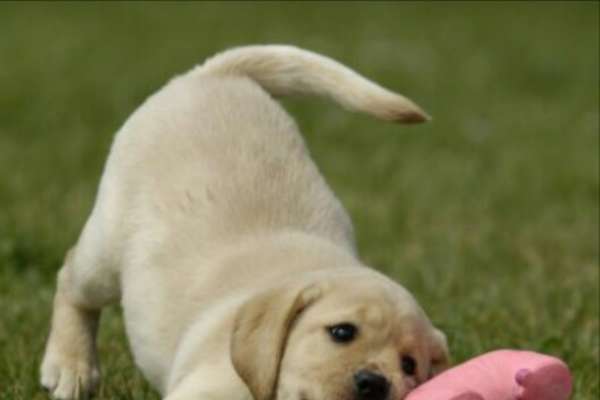 chiot qui s'amuse avec son jouet