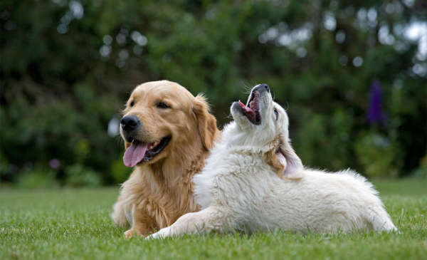 Choisir son chien et être compatible avec lui