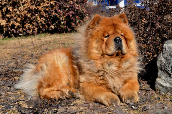 chow-chow