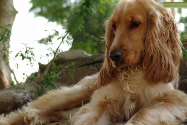 cocker spaniel anglais chien pour la famille