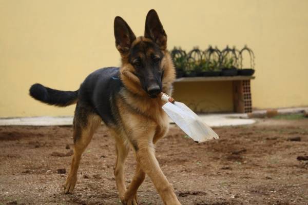 éduquer son chiot à la propreté