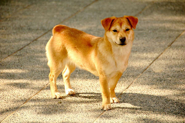 s'approcher d'un chien que l'on ne connait pas