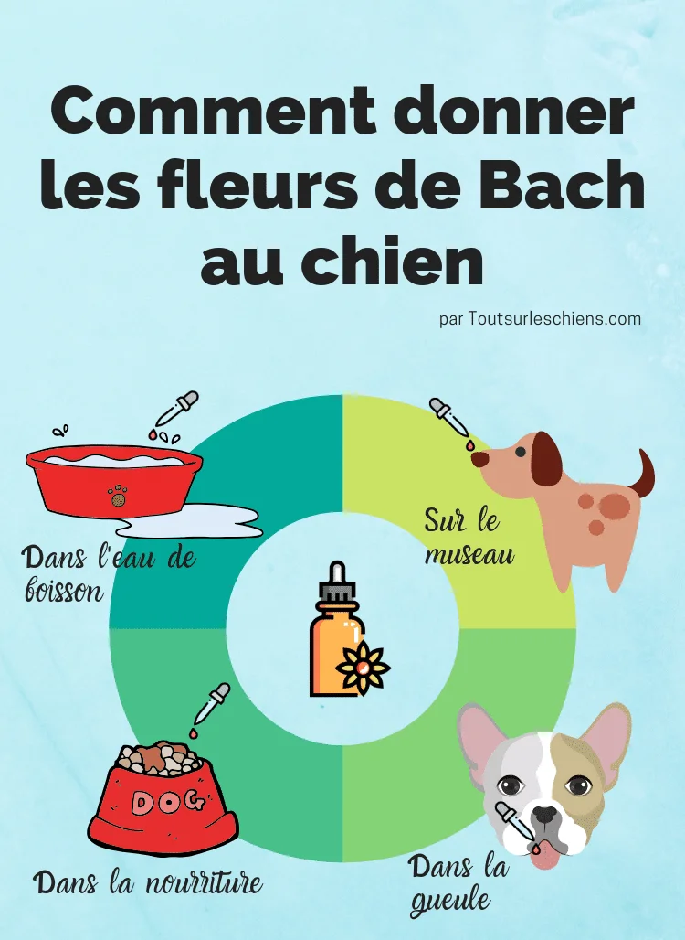 Comment donner les fleurs de bach à son chien