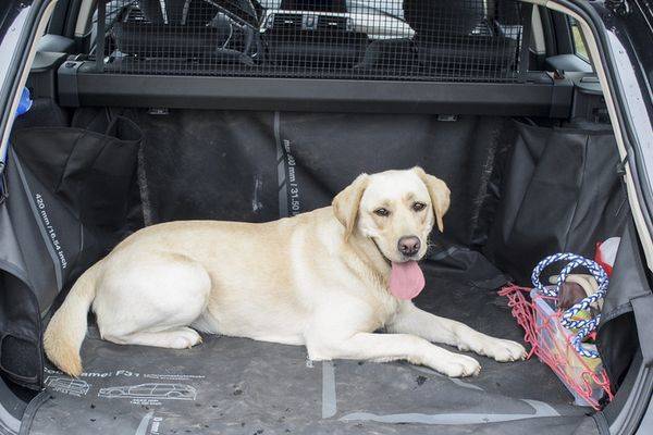 Apprendre au chien à monter dans le coffre