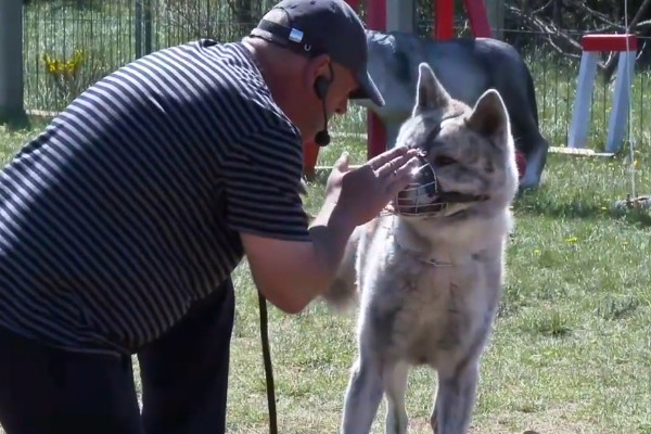 un comportementaliste avec un chien destructeur