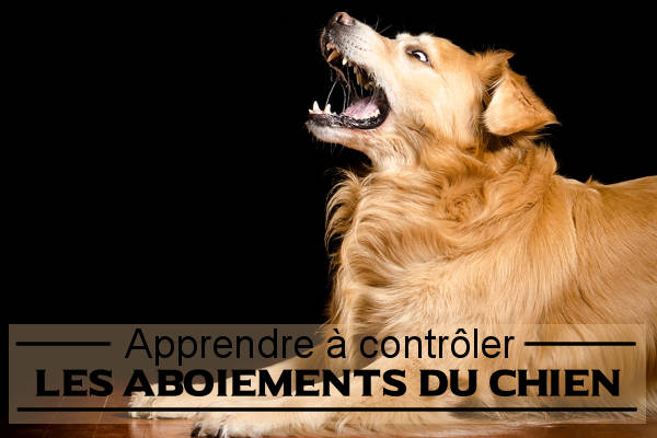 comment contrôler un chien qui aboie