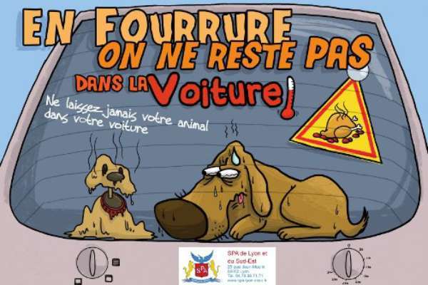 Coups de chaleur du chien