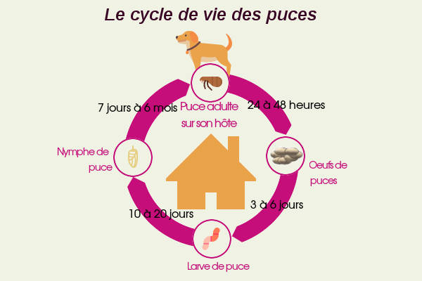 Le cycle de developpement des puces