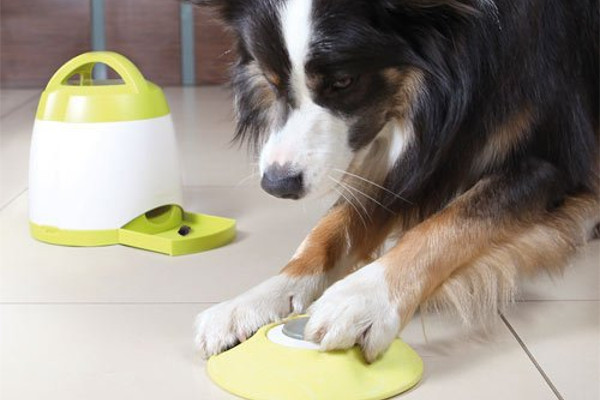 Gerer l'angoisse du chien avec les distributeurs de croquette interactif