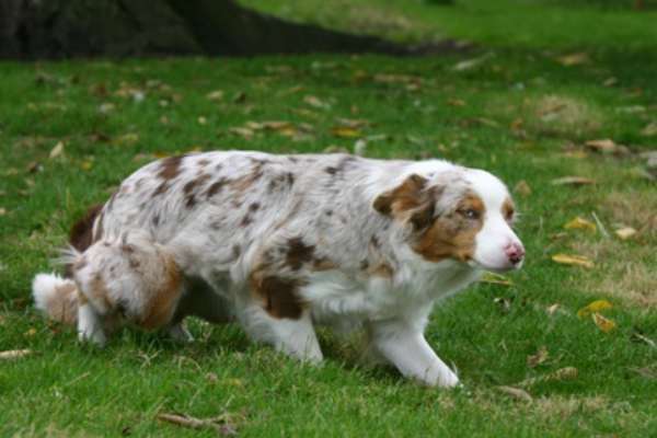 pouvoir accueillir un chien craintif chez soi