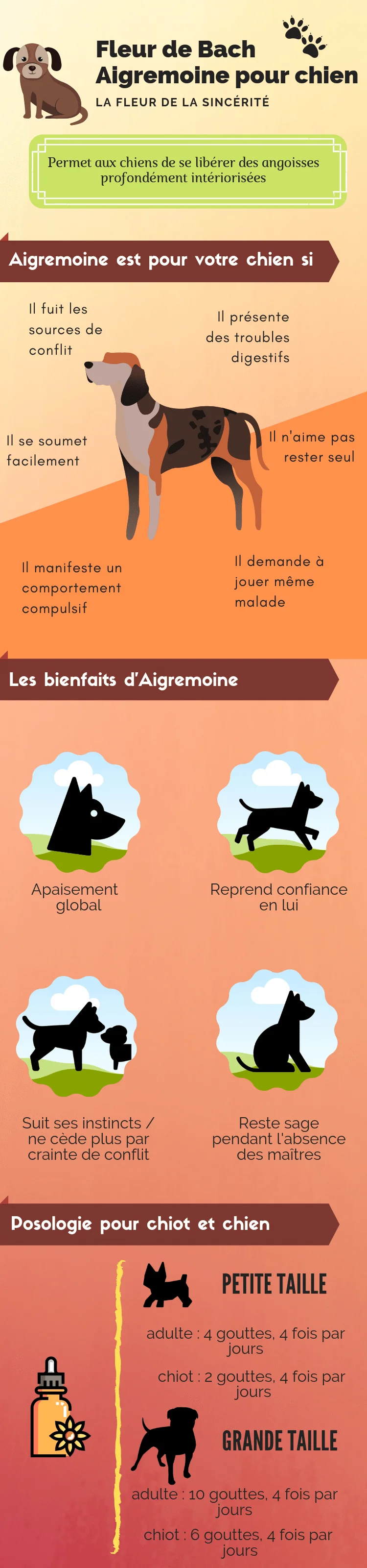 fleur de bach aigremoine, infographie complète