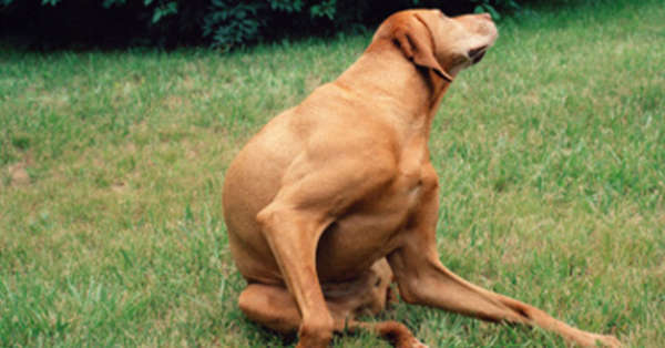 Eloigner naturellement les puces du chien et de la maison