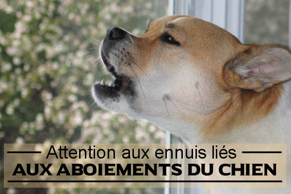 Attention aux ennuies liés aux aboiements du chien