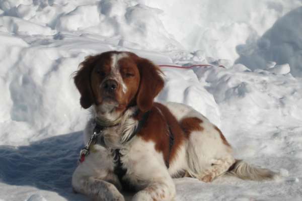 Epagneul Breton chien pour la famille