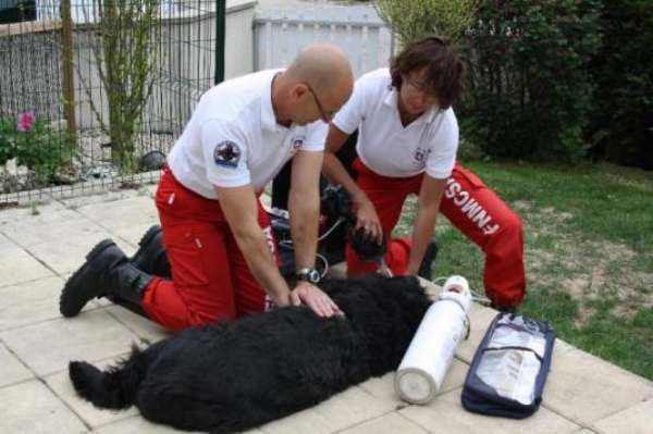 formation pour sauver des chiens