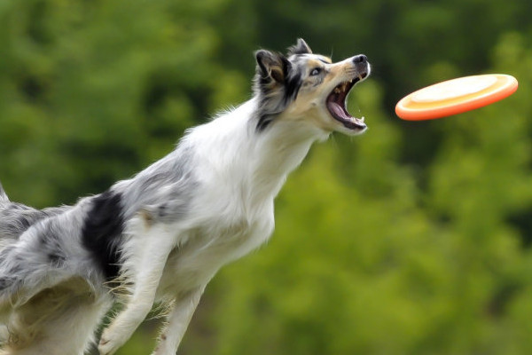 les jouets pour canaliser son chien