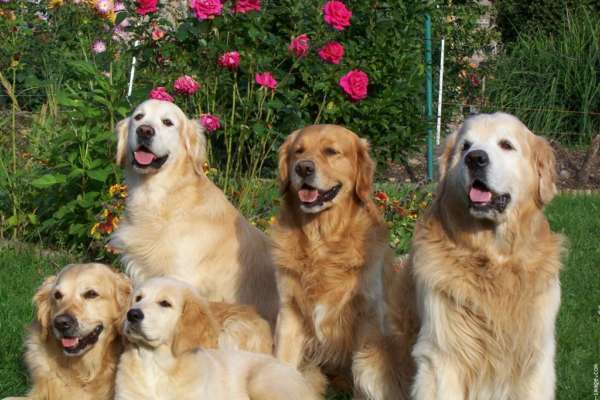 une chienne et ses petits dans le jardin