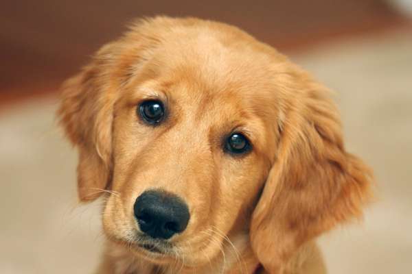 golden retrievere chien pour la famille