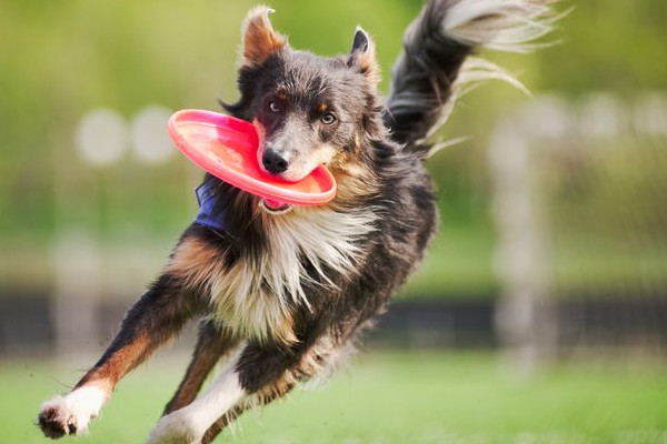 que faire face à un chien hyperactif