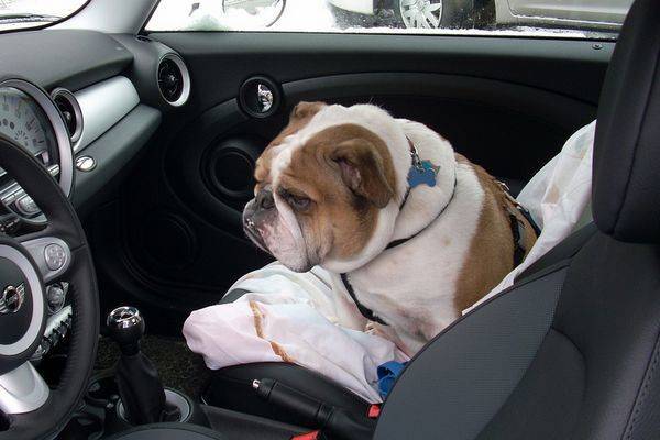 Comment installer son chien en voiture