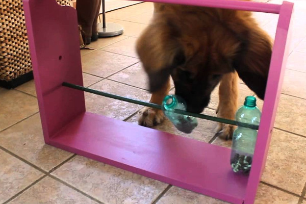 jeu pour chien destructeur fait maison