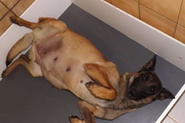 Mamelle d'une chienne en gestation