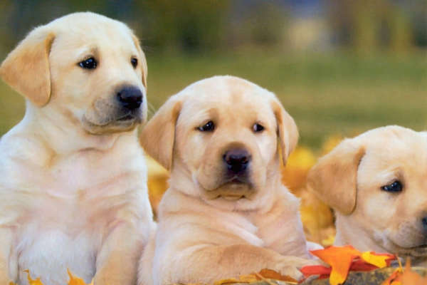 labrador retriever chien pour la famille