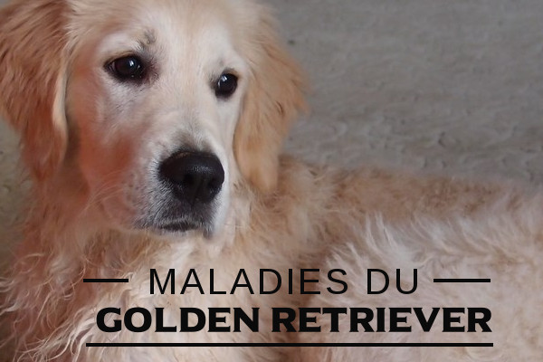 Illustration de la maladie du-Golden retriever