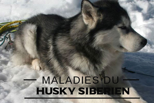 Illustration de la maladie du-Husky sibérien