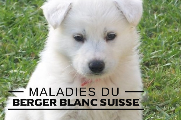 Illustration de la maladie du-Berger blanc suisse