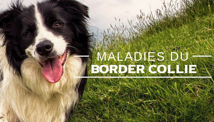 Illustration de la maladie du-Border collie