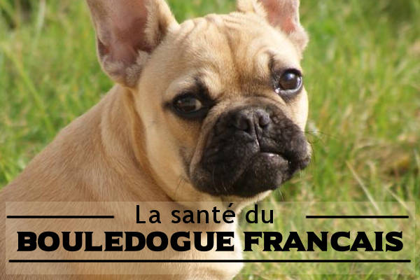 Illustration de la maladie du-Bouledogue français