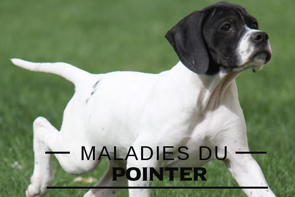 Illustration de la maladie du-Pointer