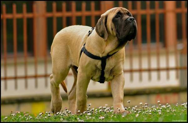 mastiff chien très tétu