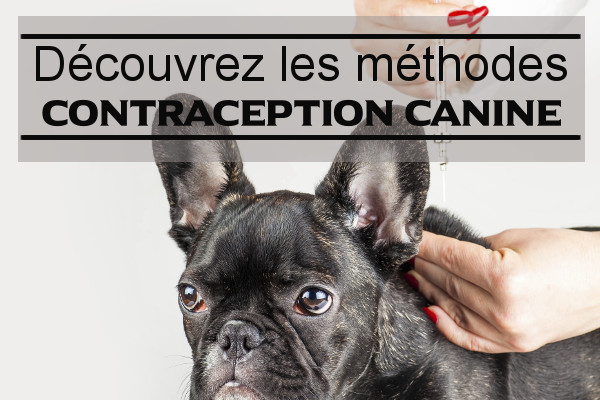 Contraception canine chez la chienne : injection d'hormone, pilule et prix