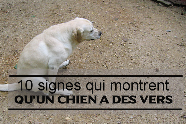 10 signes visibles chez le chien parasité de vers