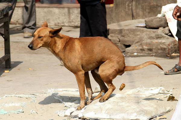 chien qui fait caca