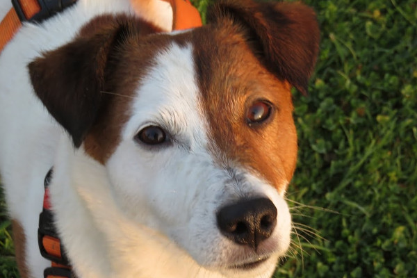 nouveau chien qui detruit tout