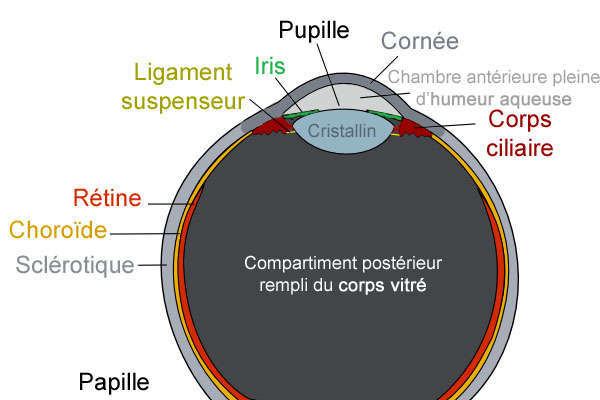 Structure de l'oeil du chien